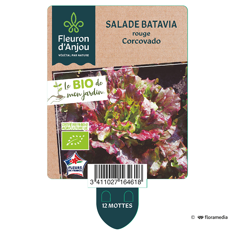 Salade Batavia Rouge Corcovado Fleuron D Anjou