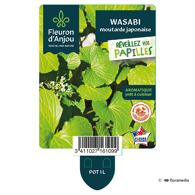 Le wasabi - L'actu piquante